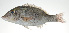  ( - PI-0047)  @11 [ ] CreativeCommons  Attribution Non-Commercial (by-nc) (2011) Unspecified Smithsonian Institution National Museum of Natural History