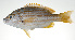  ( - PI-0051)  @11 [ ] CreativeCommons  Attribution Non-Commercial (by-nc) (2011) Unspecified Smithsonian Institution National Museum of Natural History