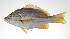  ( - PI-0052)  @11 [ ] CreativeCommons  Attribution Non-Commercial (by-nc) (2011) Unspecified Smithsonian Institution National Museum of Natural History