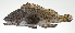  ( - PI-0063)  @11 [ ] CreativeCommons  Attribution Non-Commercial (by-nc) (2011) Unspecified Smithsonian Institution National Museum of Natural History