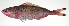  ( - PI-0085)  @11 [ ] CreativeCommons  Attribution Non-Commercial (by-nc) (2011) Unspecified Smithsonian Institution National Museum of Natural History