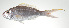  ( - PI-0087)  @11 [ ] CreativeCommons  Attribution Non-Commercial (by-nc) (2011) Unspecified Smithsonian Institution National Museum of Natural History