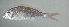  ( - PI-0088)  @11 [ ] CreativeCommons  Attribution Non-Commercial (by-nc) (2011) Unspecified Smithsonian Institution National Museum of Natural History