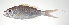  ( - PI-0089)  @11 [ ] CreativeCommons  Attribution Non-Commercial (by-nc) (2011) Unspecified Smithsonian Institution National Museum of Natural History