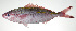  ( - PI-0100)  @11 [ ] CreativeCommons  Attribution Non-Commercial (by-nc) (2011) Unspecified Smithsonian Institution National Museum of Natural History