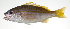  ( - PI-0103)  @11 [ ] CreativeCommons  Attribution Non-Commercial (by-nc) (2011) Unspecified Smithsonian Institution National Museum of Natural History