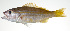  ( - PI-0104)  @11 [ ] CreativeCommons  Attribution Non-Commercial (by-nc) (2011) Unspecified Smithsonian Institution National Museum of Natural History