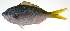  ( - PI-0114)  @11 [ ] CreativeCommons  Attribution Non-Commercial (by-nc) (2011) Unspecified Smithsonian Institution National Museum of Natural History