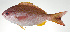  ( - PI-0116)  @11 [ ] CreativeCommons  Attribution Non-Commercial (by-nc) (2011) Unspecified Smithsonian Institution National Museum of Natural History