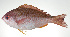  ( - PI-0117)  @11 [ ] CreativeCommons  Attribution Non-Commercial (by-nc) (2011) Unspecified Smithsonian Institution National Museum of Natural History