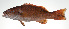  ( - PI-0122)  @11 [ ] CreativeCommons  Attribution Non-Commercial (by-nc) (2011) Unspecified Smithsonian Institution National Museum of Natural History