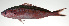  ( - PI-0125)  @11 [ ] CreativeCommons  Attribution Non-Commercial (by-nc) (2011) Unspecified Smithsonian Institution National Museum of Natural History