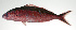  ( - PI-0126)  @11 [ ] CreativeCommons  Attribution Non-Commercial (by-nc) (2011) Unspecified Smithsonian Institution National Museum of Natural History
