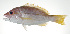  ( - PI-0129)  @11 [ ] CreativeCommons  Attribution Non-Commercial (by-nc) (2011) Unspecified Smithsonian Institution National Museum of Natural History
