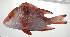  ( - PI-0135)  @11 [ ] CreativeCommons  Attribution Non-Commercial (by-nc) (2011) Unspecified Smithsonian Institution National Museum of Natural History