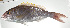  ( - PI-0136)  @11 [ ] CreativeCommons  Attribution Non-Commercial (by-nc) (2011) Unspecified Smithsonian Institution National Museum of Natural History