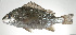  ( - PI-0153)  @11 [ ] CreativeCommons  Attribution Non-Commercial (by-nc) (2011) Unspecified Smithsonian Institution National Museum of Natural History
