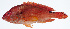  ( - PI-0197)  @11 [ ] CreativeCommons  Attribution Non-Commercial (by-nc) (2011) Unspecified Smithsonian Institution National Museum of Natural History