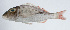  ( - PI-0229)  @11 [ ] CreativeCommons  Attribution Non-Commercial (by-nc) (2011) Unspecified Smithsonian Institution National Museum of Natural History