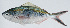  ( - PI-0239)  @11 [ ] CreativeCommons  Attribution Non-Commercial (by-nc) (2011) Unspecified Smithsonian Institution National Museum of Natural History