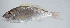  ( - PI-0240)  @11 [ ] CreativeCommons  Attribution Non-Commercial (by-nc) (2011) Unspecified Smithsonian Institution National Museum of Natural History