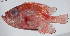  ( - PI-0250)  @11 [ ] CreativeCommons  Attribution Non-Commercial (by-nc) (2011) Unspecified Smithsonian Institution National Museum of Natural History
