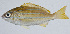  ( - PI-0260)  @11 [ ] CreativeCommons  Attribution Non-Commercial (by-nc) (2011) Unspecified Smithsonian Institution National Museum of Natural History
