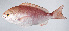  ( - PI-0261)  @11 [ ] CreativeCommons  Attribution Non-Commercial (by-nc) (2011) Unspecified Smithsonian Institution National Museum of Natural History