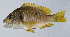  ( - PI-0262)  @11 [ ] CreativeCommons  Attribution Non-Commercial (by-nc) (2011) Unspecified Smithsonian Institution National Museum of Natural History