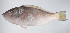  ( - PI-0273)  @11 [ ] CreativeCommons  Attribution Non-Commercial (by-nc) (2011) Unspecified Smithsonian Institution National Museum of Natural History