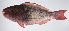  ( - PI-0274)  @11 [ ] CreativeCommons  Attribution Non-Commercial (by-nc) (2011) Unspecified Smithsonian Institution National Museum of Natural History