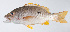  ( - PI-0313)  @11 [ ] CreativeCommons  Attribution Non-Commercial (by-nc) (2011) Unspecified Smithsonian Institution National Museum of Natural History