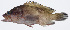  ( - PI-0361)  @11 [ ] CreativeCommons  Attribution Non-Commercial (by-nc) (2011) Unspecified Smithsonian Institution National Museum of Natural History