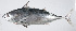  ( - PI-0363)  @11 [ ] CreativeCommons  Attribution Non-Commercial (by-nc) (2011) Unspecified Smithsonian Institution National Museum of Natural History