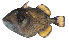  ( - PI-0379)  @11 [ ] CreativeCommons  Attribution Non-Commercial (by-nc) (2011) Unspecified Smithsonian Institution National Museum of Natural History