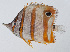  ( - PI-0433)  @11 [ ] CreativeCommons  Attribution Non-Commercial (by-nc) (2011) Unspecified Smithsonian Institution National Museum of Natural History