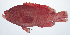  ( - RP-001)  @11 [ ] CreativeCommons  Attribution Non-Commercial (by-nc) (2012) Unspecified Smithsonian Institution National Museum of Natural History