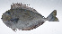  ( - RP-266)  @11 [ ] CreativeCommons  Attribution Non-Commercial (by-nc) (2012) Unspecified Smithsonian Institution National Museum of Natural History