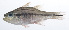  (Ostorhinchus pleuron - RP-218)  @11 [ ] CreativeCommons  Attribution Non-Commercial (by-nc) (2012) Unspecified Smithsonian Institution National Museum of Natural History