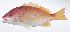  ( - RP-231)  @11 [ ] CreativeCommons  Attribution Non-Commercial (by-nc) (2012) Unspecified Smithsonian Institution National Museum of Natural History