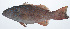  (Plectropomus maculatus - RP-003)  @11 [ ] CreativeCommons  Attribution Non-Commercial (by-nc) (2012) Unspecified Smithsonian Institution National Museum of Natural History