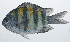  ( - RP-012)  @11 [ ] CreativeCommons  Attribution Non-Commercial (by-nc) (2012) Unspecified Smithsonian Institution National Museum of Natural History