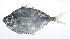  ( - RP-109)  @11 [ ] CreativeCommons  Attribution Non-Commercial (by-nc) (2012) Unspecified Smithsonian Institution National Museum of Natural History