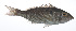  ( - RP-121)  @11 [ ] CreativeCommons  Attribution Non-Commercial (by-nc) (2012) Unspecified Smithsonian Institution National Museum of Natural History