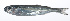  ( - RP-140)  @11 [ ] CreativeCommons  Attribution Non-Commercial (by-nc) (2012) Unspecified Smithsonian Institution National Museum of Natural History
