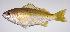  ( - LUZ-005)  @11 [ ] CreativeCommons  Attribution Non-Commercial (by-nc) (2017) Unspecified Smithsonian Institution National Museum of Natural History