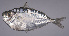  ( - LUZ-013)  @11 [ ] CreativeCommons  Attribution Non-Commercial (by-nc) (2017) Unspecified Smithsonian Institution National Museum of Natural History