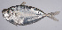  ( - LUZ-017)  @11 [ ] CreativeCommons  Attribution Non-Commercial (by-nc) (2017) Unspecified Smithsonian Institution National Museum of Natural History
