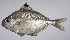  ( - LUZ-019)  @11 [ ] CreativeCommons  Attribution Non-Commercial (by-nc) (2017) Unspecified Smithsonian Institution National Museum of Natural History