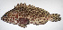  ( - LUZ-023)  @11 [ ] CreativeCommons  Attribution Non-Commercial (by-nc) (2017) Unspecified Smithsonian Institution National Museum of Natural History
